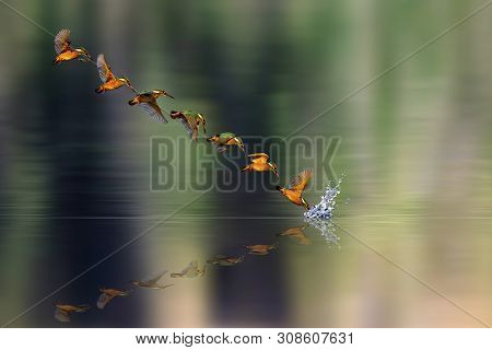 Amazing bird Kingfisher. Diving bird. Colorful nature background. Bird: Common Kingfisher. Alcedo at