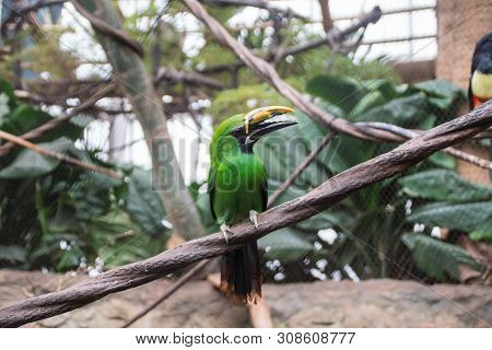Emerald Toucanet In The Zoo On A Branch