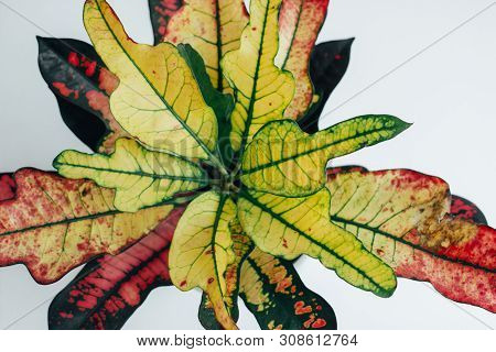 Codiaeum Variegatum Garden Croton Or Variegated Croton Foliage With Flowers. Multicolored Variegated