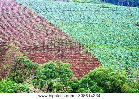 View Of Cabbage Fields In Northern Thailand