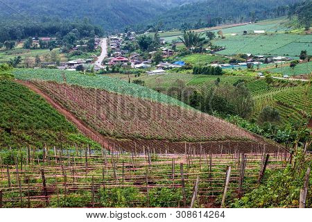 View Of Cabbage Fields In Northern Thailand