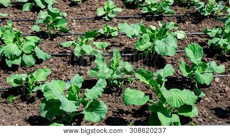 Photo Of Cabbage Sprout In The Garden. Bed With Young Cabbage In The Summer. Growing Cabbage In The 
