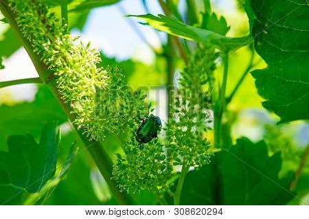 Close-up Photo Of A Golden Bronzovka Sitting On Grapes. Bronzovka Beetle Close Up. Beetles Pests On 