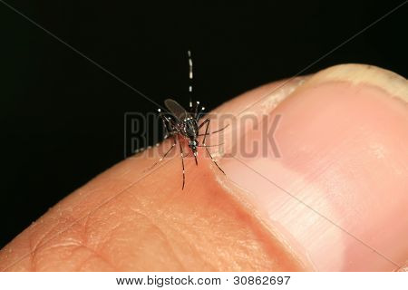 Aedes