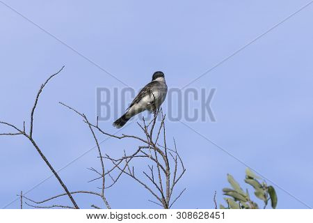 Eastern Kingbird (tyrannus Tyrannus) Sitting On A Branch Of A Bush