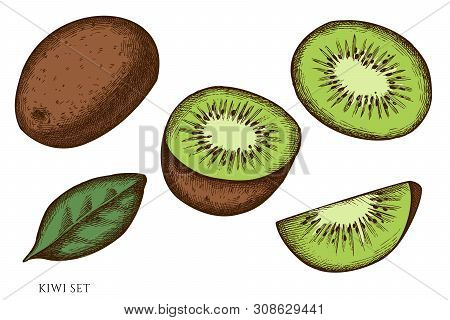 Vector Set Of Hand Drawn Colored Kiwi Stock Illustration
