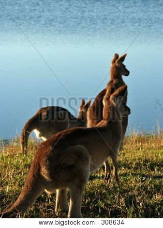Kengurut Australia