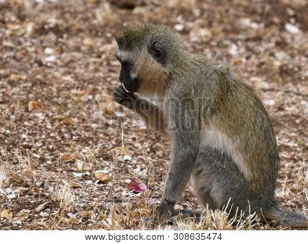 Ververt Monkey Sitting On The Ground In Amboseli, Kenya