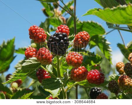 Close Up Of Thornless Blackberry Fruit At Westerway, Tas