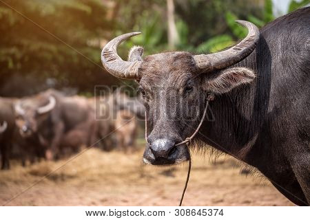 Group Of Thai Buffalo In The Farm, Thailand