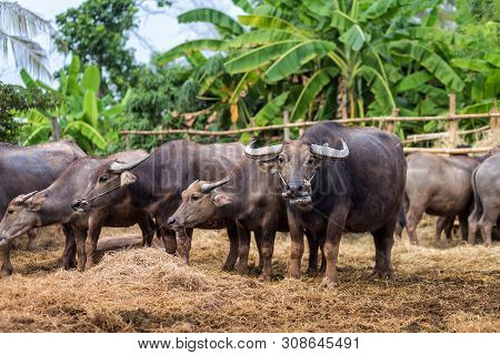 Group Of Thai Buffalo In The Farm, Thailand