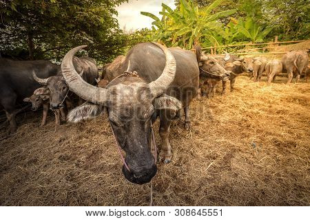 Group Of Thai Buffalo In The Farm, Thailand