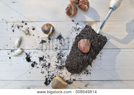 Top View On Planter Full Of Soil Aith A Flower Bulb On A Wooden Table