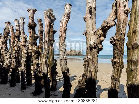Big Breakwater, 3000 Trunks To Defend The City From The Tides, Plage De L Eventail Beach In Saint-ma