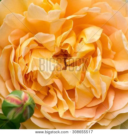Blooming Yellow Rose In The Garden On A Sunny Day. David Austin Rose Golden Celebration
