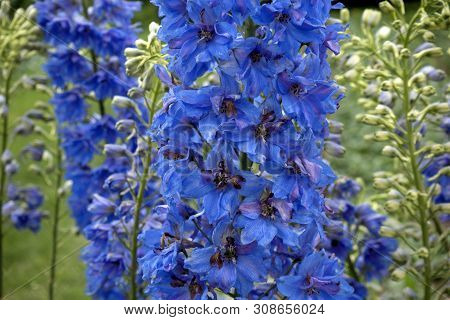 Lush And Colorful Blooming Blue Delphinium Elatum Flowers. Nature Background