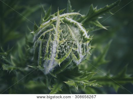 Echinops Ritro. Globe Thistle Flower. Honey Plant. Kazakhstan.