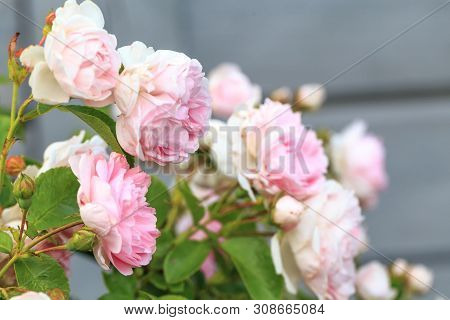 Romantic Pink Roses In The Garden Against The Background Of A Wooden House