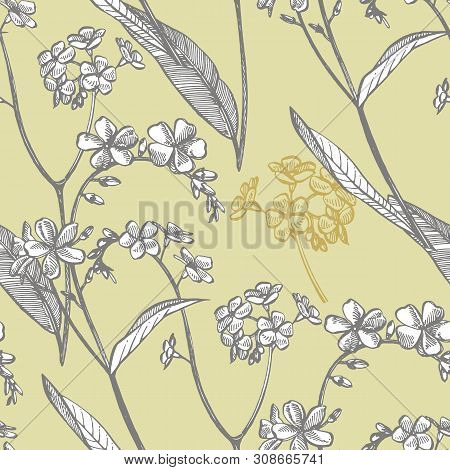 Forget-me-not Flowers. Botanical Illustration. Good For Cosmetics, Medicine, Treating, Aromatherapy,
