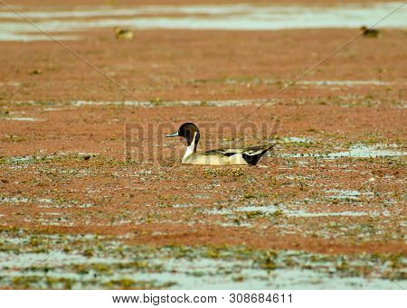 Spot Billed Duck Swans Geese Or Pati Hash(waterfowl Anatidae), A Chicken Size Bird Swimming In Lake 
