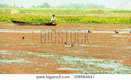 Spot Billed Duck Swans Geese Or Pati Hash(waterfowl Anatidae), A Chicken Size Bird Swimming In Lake 