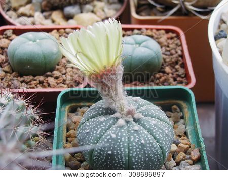 Astrophytum Asterias Cactus Blooms, Among A Collection Of Succulents, Close-up