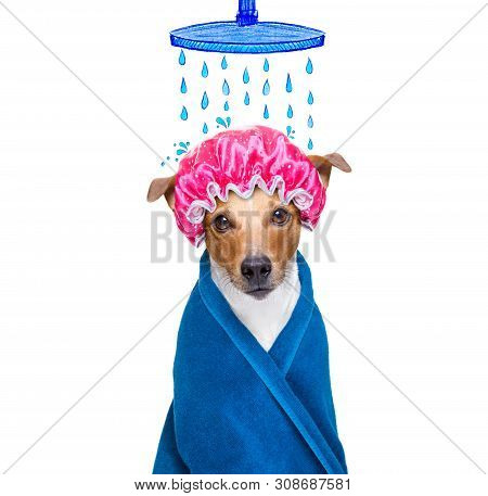 Jack Russell Dog  In A Bathtub Not So Amused About That ,wearing A  Towel Or Bathrobe Or Towel