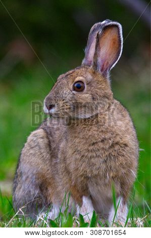 A Snowshoe Hare (lepus Americanus) Sits For A Portrait At Rabbit Blanket Lake, Lake Superior Provinc