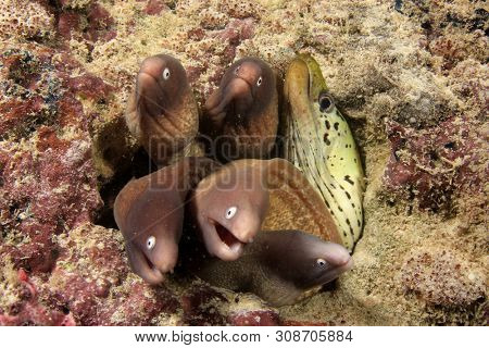 Group of White-eyed Moray Eels