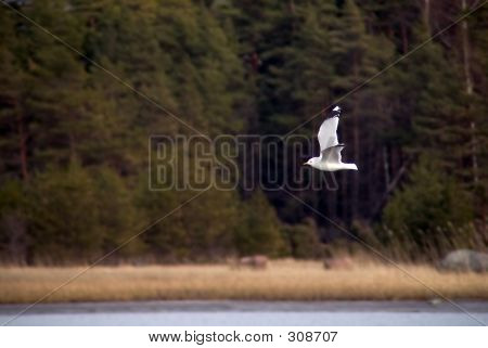 Flying Seagull