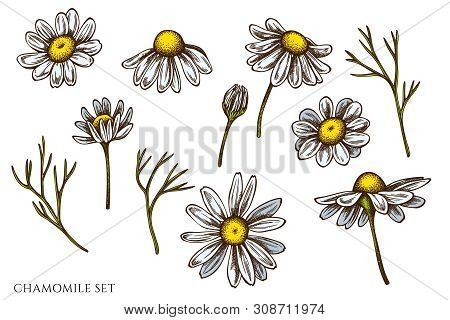 Vector Set Of Hand Drawn Colored Chamomile Stock Illustration