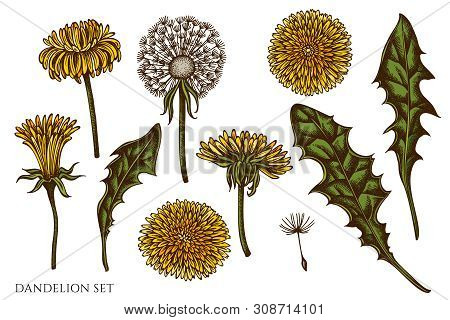 Vector Set Of Hand Drawn Colored Dandelion Stock Illustration
