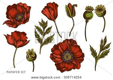 Vector Set Of Hand Drawn Colored Poppy Flower Stock Illustration