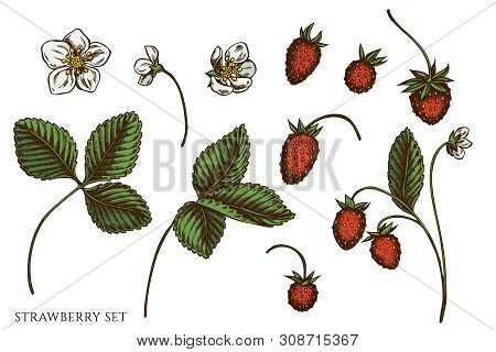 Vector Set Of Hand Drawn Colored Strawberry Stock Illustration