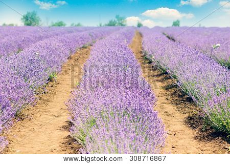 Lavender Fields. Picturesque Valley Of Valensole In Provence With Violet Rows Of Lavanda Flowers.