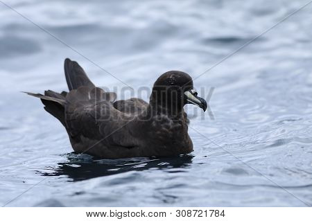 A Westland Petrel, Procellaria Westlandica, At Sea