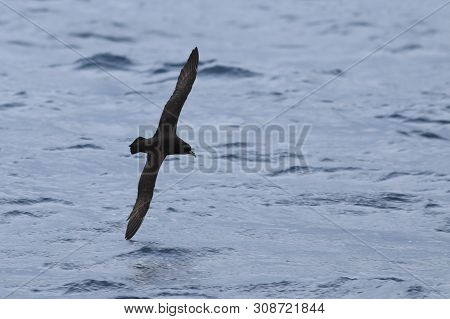 A White-chinned Petrel, Procellaria Aequinoctialis, In Flight