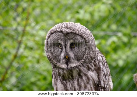 Bearded Owl, Bearded Owl Snowy Owl In The Wild