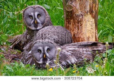 Bearded Owl, Bearded Owl Snowy Owl In The Wild