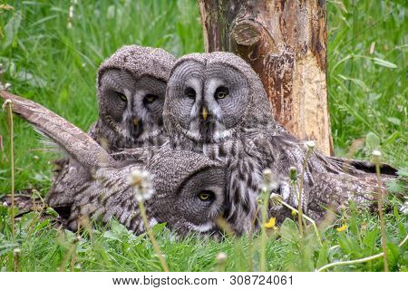 Bearded Owl, Bearded Owl Snowy Owl In The Wild