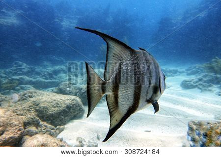 Spadefish Swimming Amongst The Rocks And Coral Reefs In Clear Blue Water Of The Ocean.
