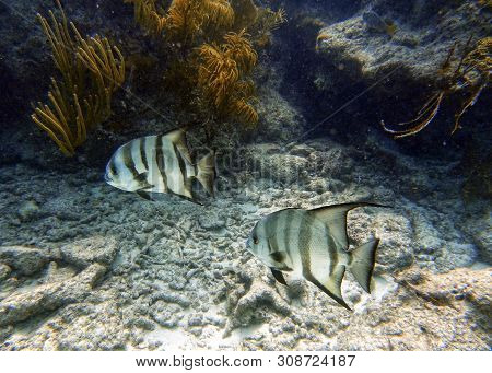 Spadefish Swimming Amongst The Rocks And Coral Reefs In Clear Blue Water Of The Ocean.