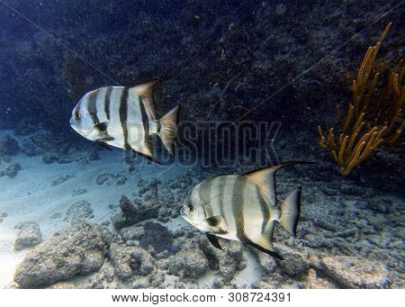 Spadefish Swimming Amongst The Rocks And Coral Reefs In Clear Blue Water Of The Ocean.