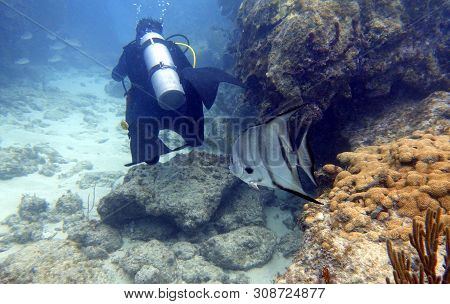 Spadefish Curiously Following A Scuba Diver Through The Rock And Coral Reef.