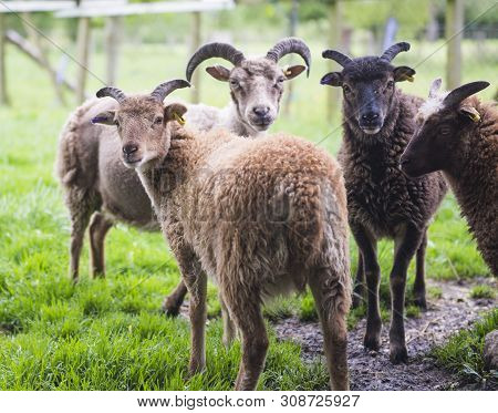 Soay Sheep In Field Closeup