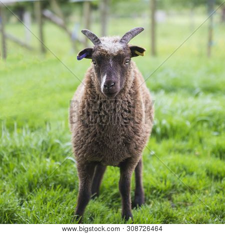 Soay Sheep In Field Closeup