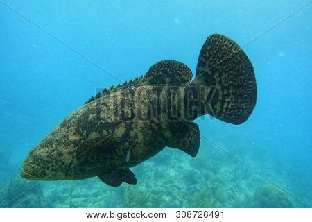 The Atlantic Goliath Grouper Or Itajara, Also Known As The Jewfish, Is A Large Saltwater Fish Of The