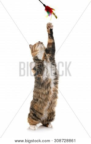 Kurilian Bobtail In Front Of White Background