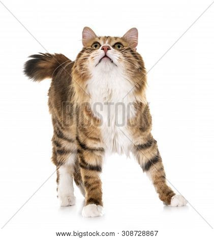 Kurilian Bobtail In Front Of White Background