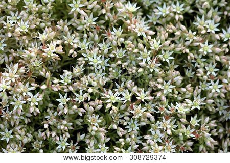 Densely Planted Sedum Or Stonecrop Hardy Succulent Ground Cover Perennial Plants Background Texture 